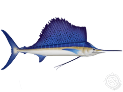 Atlantic Sailfish